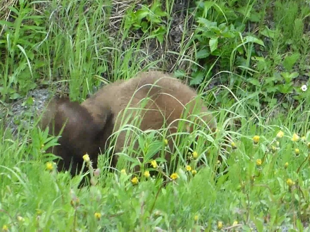 Alaska Yellowstone Videos