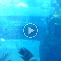 Aqua_Park_Shark_Bassin2